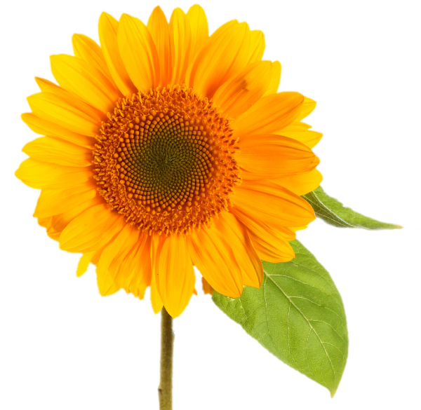 タグスライバー。おもちゃテスト新製品03