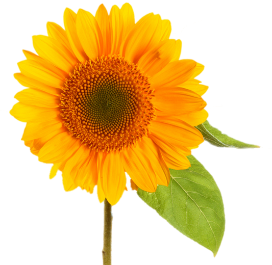 tag sliver.  Toys-test-new-product03